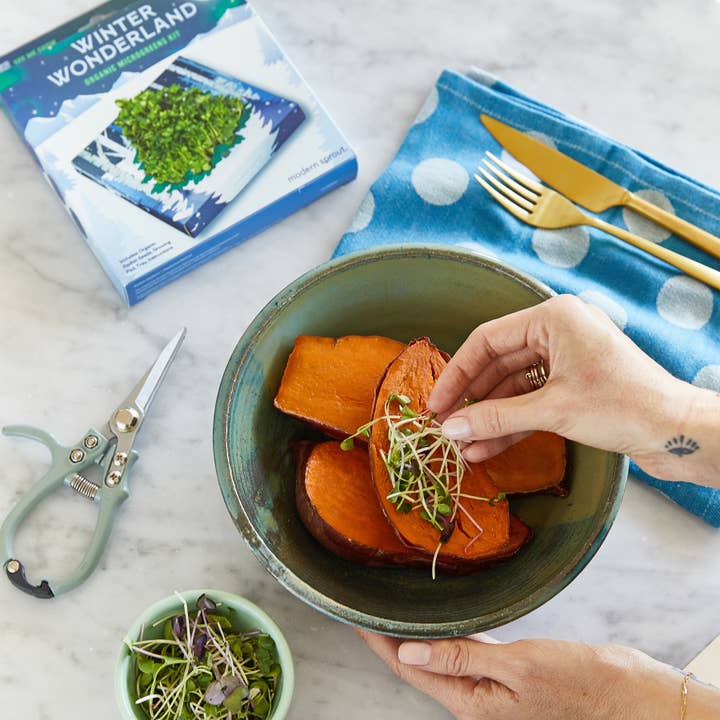 Modern Sprout - Wholesale DIY Craft Kit - Winter Wonderland Microgreens Kit5