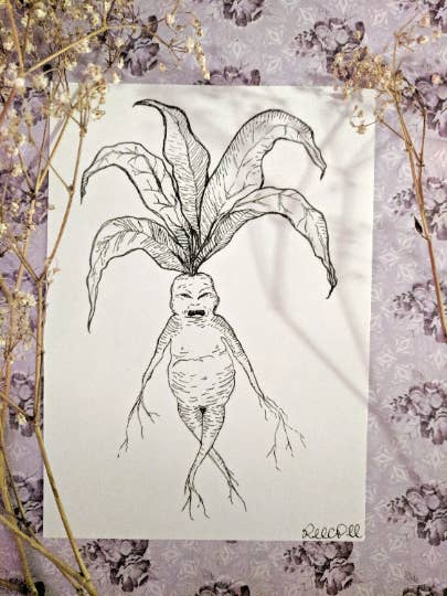Mandrake - 5x7 Print for wholesale by The Pickety Witch