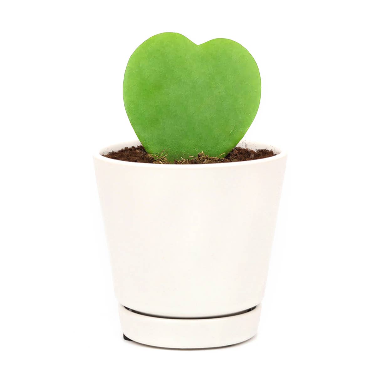 Best Plant Friend - Wholesale Live Plant - Hoya Kerrii Heart - Heart Shaped Houseplants - 2/4 inch Pot12