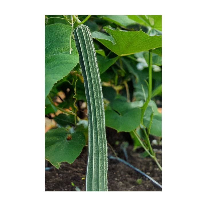 Chive Canada - Wholesale Plant Seeds - 2026 Luffa Sponge Vegetable Seeds Packet2