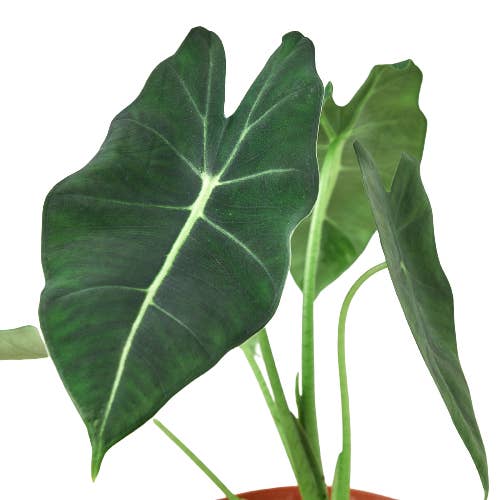 House Plant Wholesale - Wholesale Live Plant - ALOCASIA FRYDEK 6-inch