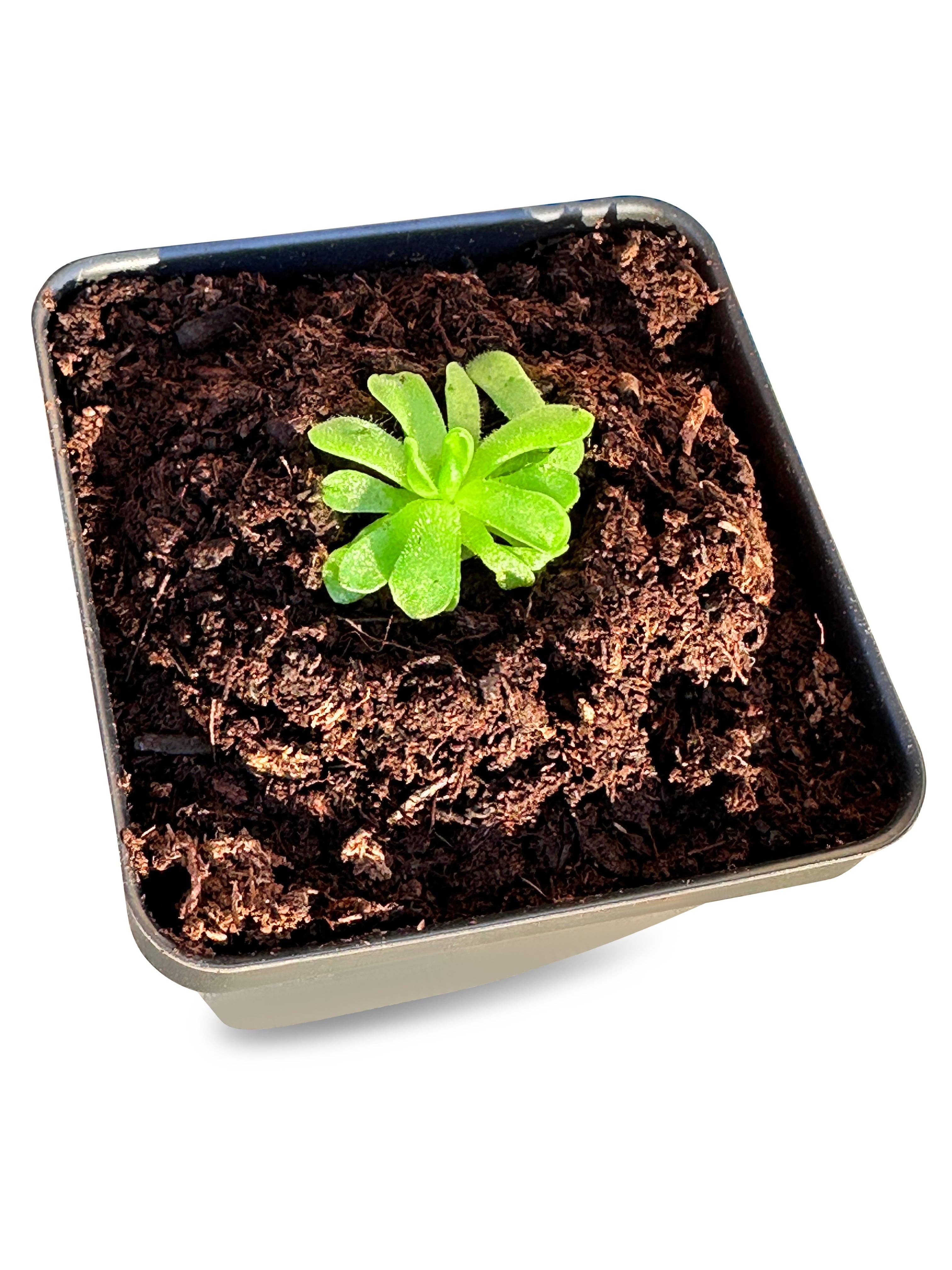 bloomify - Vente Plante - Pinguicula esseriana - Grassette mexicaine : une plante carnivore unique pour les passionnés1