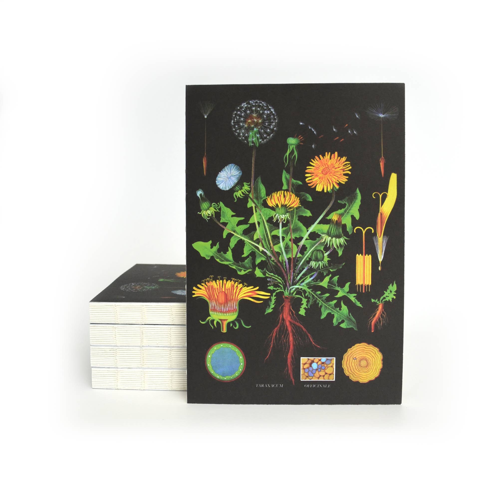 Curious Prints - Vente Cahiers - Carnet à reliure copte exposée vintage avec pissenlit botanique