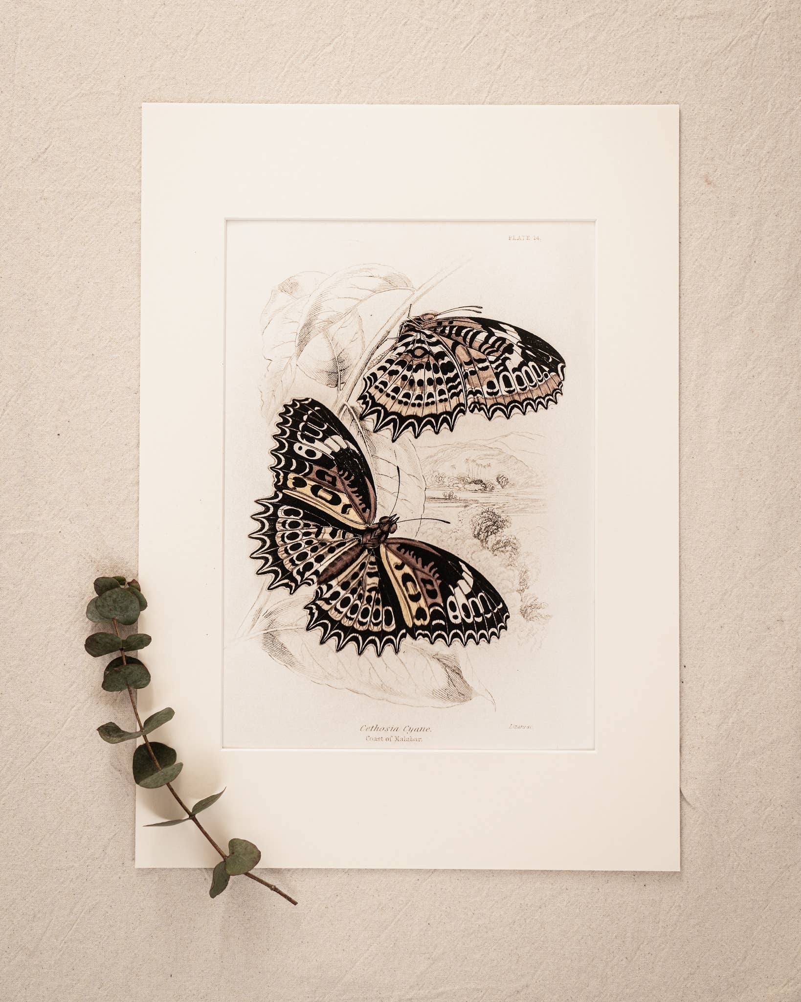 Coultura - Wholesale Gallery Wall Set - Framed Set of Six Vintage Butterfly Art Prints (Classic Teak Frame Collection)14