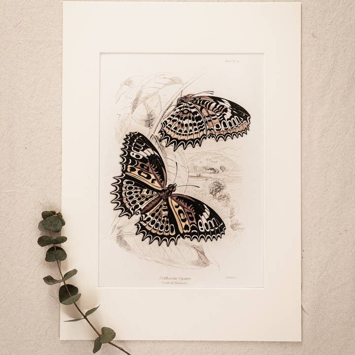 Coultura - Wholesale Gallery Wall Set - Framed Set of Six Vintage Butterfly Art Prints (Classic Teak Frame Collection)14