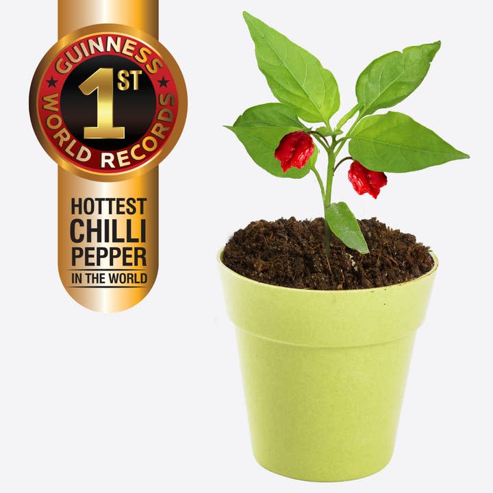 Heebie Jeebies - Wholesale Plant Seeds - Carolina Reaper Plant Growing Kit