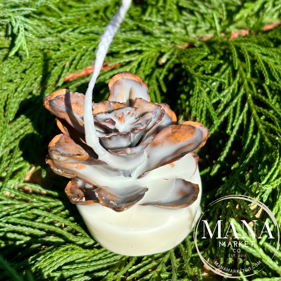 Mana Market Co. - Vente Cadeaux pour invités - Pommes de pin allume-feu ~ Le cadeau rustique parfait pour une fête0