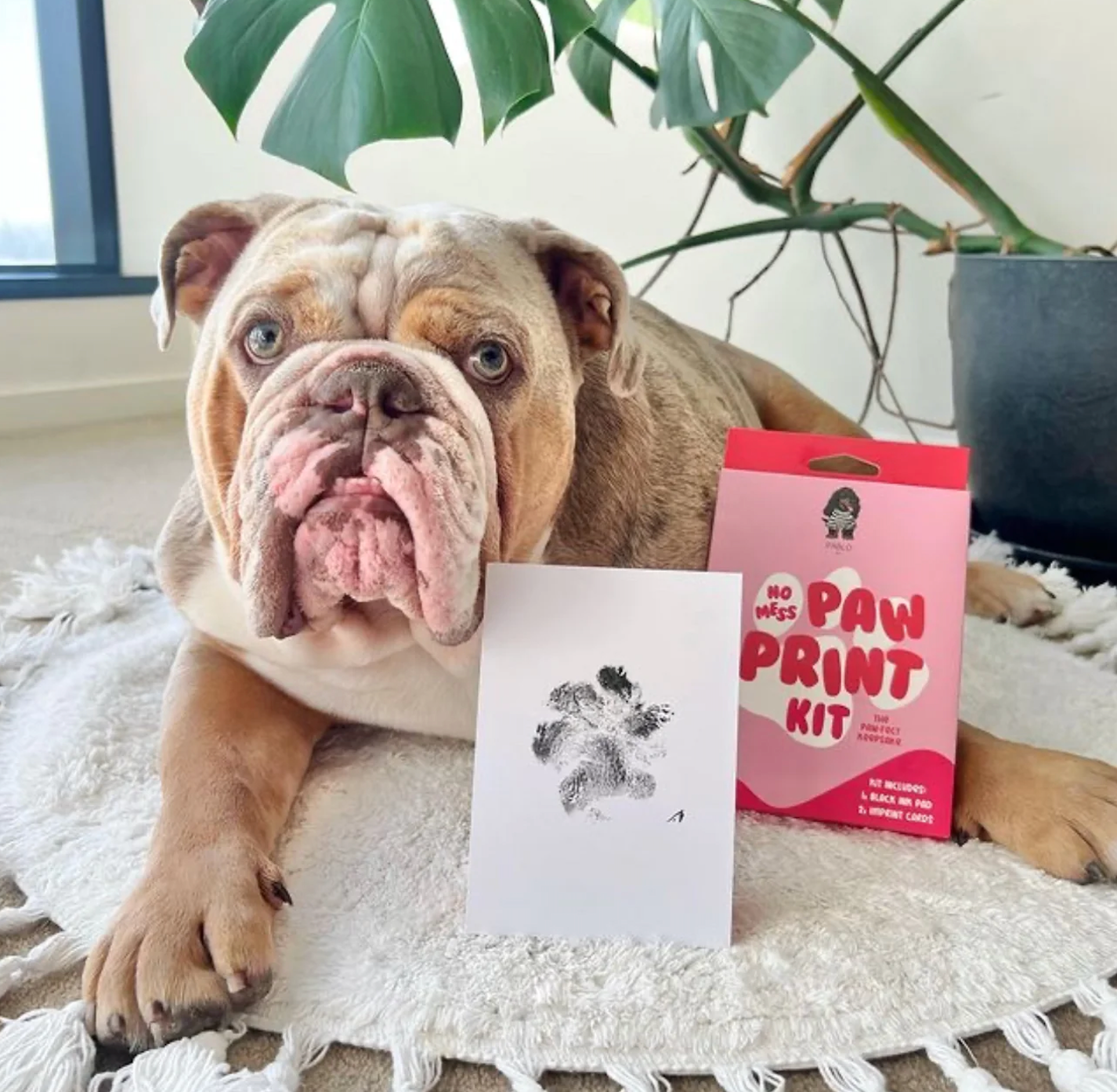 Pablo & Co. Boutique - Wholesale DIY Craft Kit - No Mess Dog Paw Print Kit By Pablo & Co.0