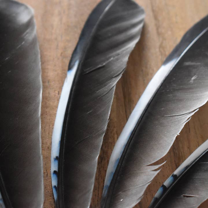Plumes Naturelles - Vente Plume - Plumes de Geai