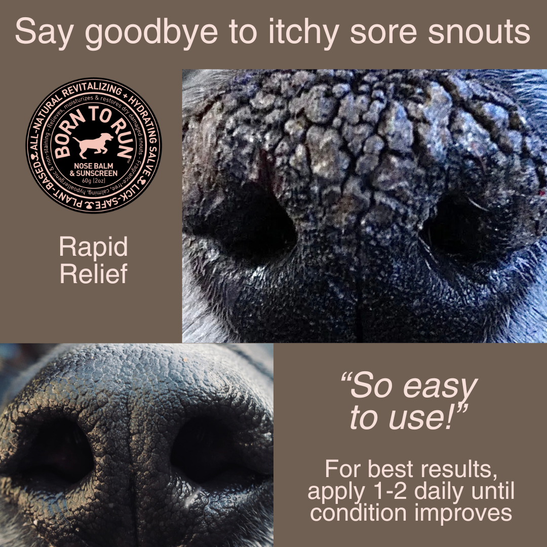 BORN TO RUN DOGS - Wholesale Pet Balm - Dog - Healing Soothing NOSE BALM & Cold Wind Sun Protection 60g3