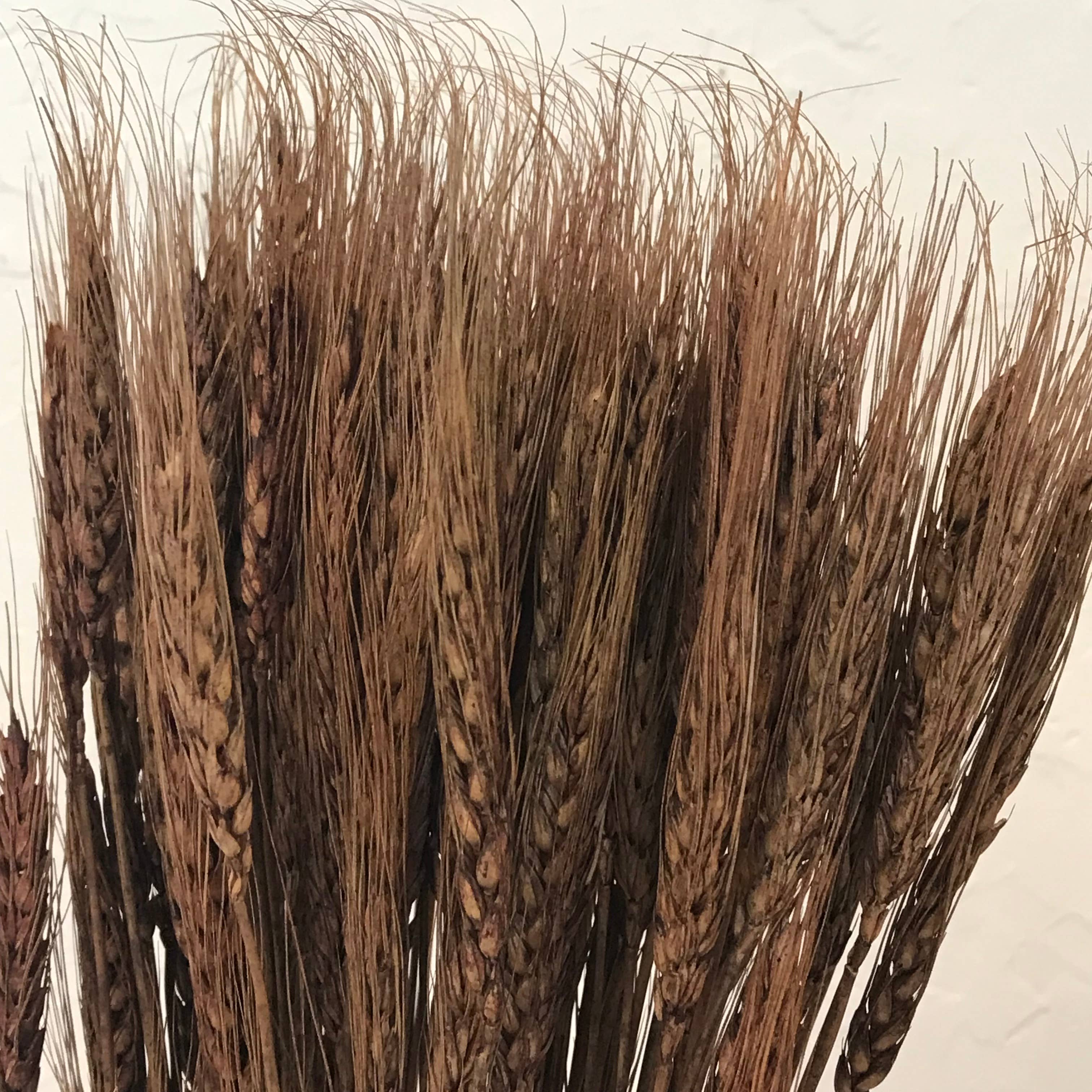 Wilco Home - Wholesale Dried/Pressed Flowers - Natural Wheat Bundle Bouquet5