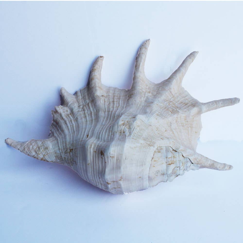 California Seashell Company - Wholesale Decorative Tabletop Object - Large Truncata Spider Conch Seashell - 10"+1