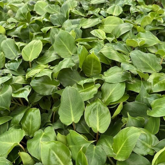 Philodendron Burle Marx. 2-3 inch starter plant. for wholesale by Dick's Sticks and Exotics