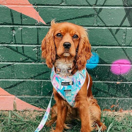 ROLLING RUFF - Wholesale Pet leash – Dog - Unicorn Milkshake Leash3