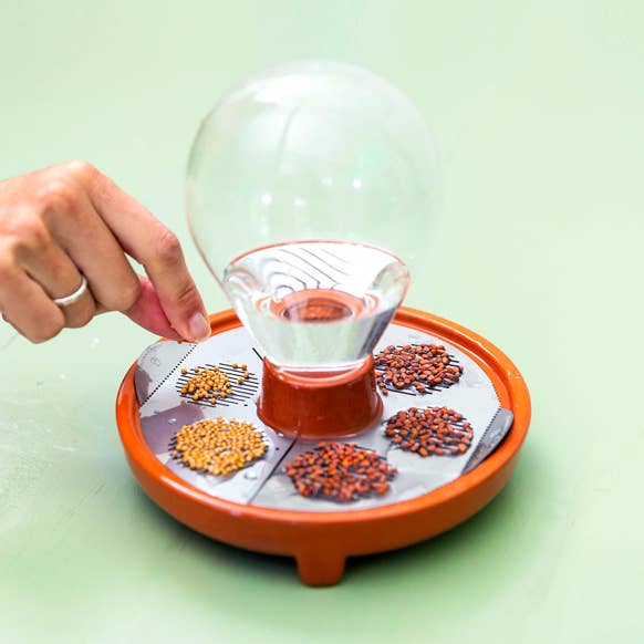 SEED STARTER KIT - Patella Crescenda (EU shipment only) for wholesale by House Of Thol