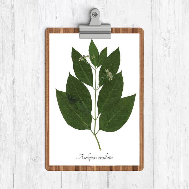 Poke Milkweed Botanical Print for wholesale by Ecobota
