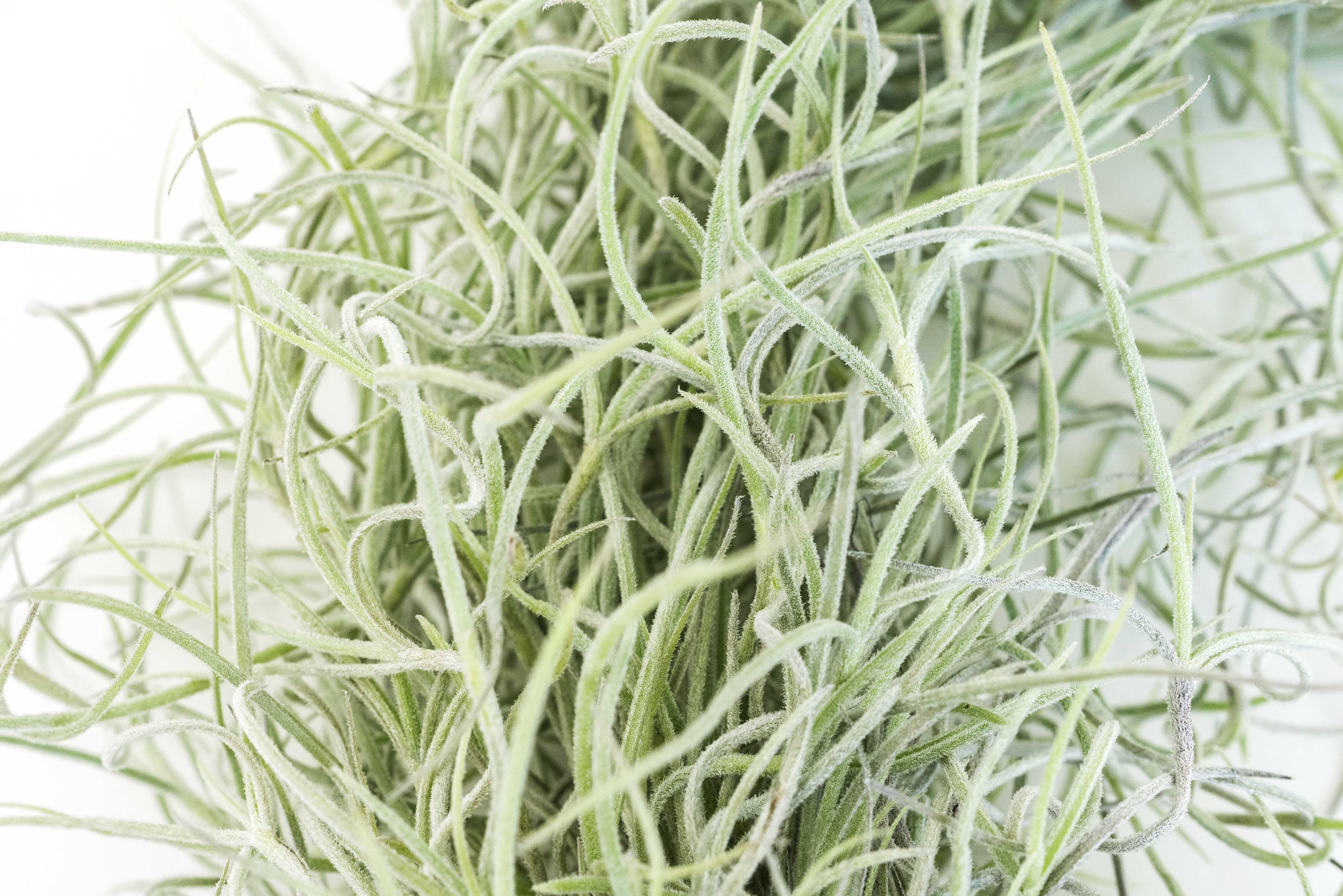 Air Plant Shop - Wholesale Live Plant - Colombia Thick Spanish Moss - Tillandsia Usneoides3