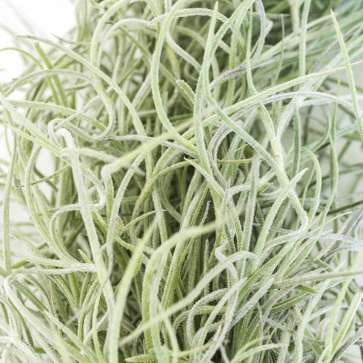 Air Plant Shop - Wholesale Live Plant - Colombia Thick Spanish Moss - Tillandsia Usneoides3
