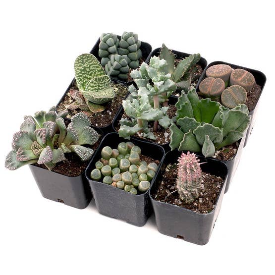 Mountain Crest Gardens - Wholesale Succulent - Rare & Unique Succulent 12-Pack (12 Varieties, 2" Pots)
