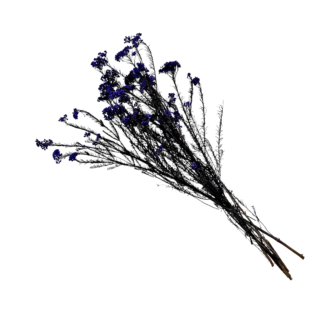 2626 Designs – Engroshandel Tørrede/pressede blomster – Konserveret hirse og risblomst - Immortelle og Ozothamnus blomster14