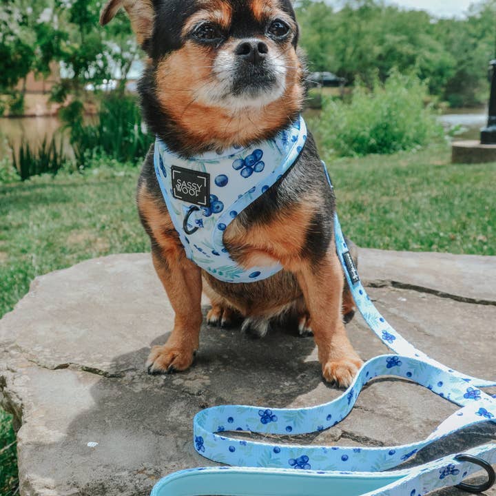 SASSY WOOF - Wholesale Pet Harness - Dog - Dog Adjustable Harness - Berry Sassy (Fruits)19
