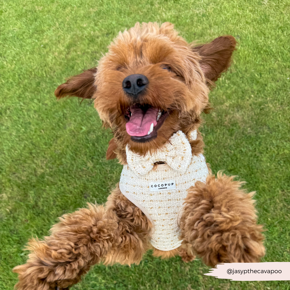 Cocopup London - Wholesale Tuig voor huisdieren - Hond - Vanillekleurig Getextureerd Tweed Verstelbaar NekHARNAS6