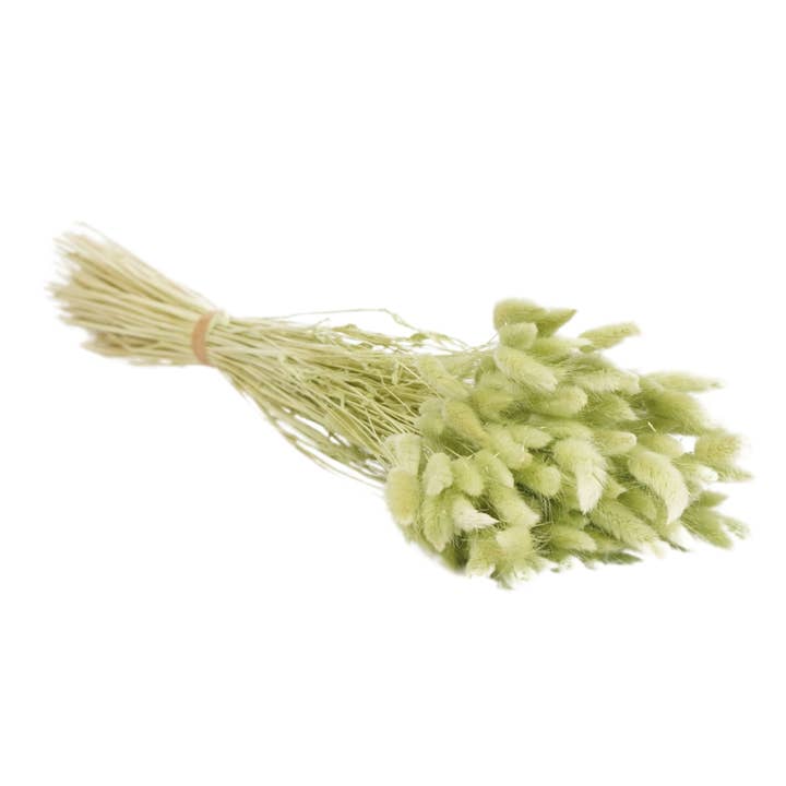 Wildflowers by Floriette – Engroshandel Tørrede/pressede blomster – Tørrede blomster - Lagurus Soft Lime