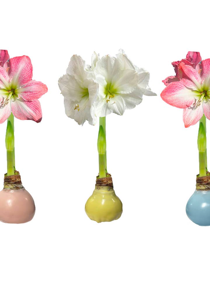 Pastel Trio Mixed Wax Crate 34+ 18 Bulbs/Crate for wholesale by Let 'Em Bloom