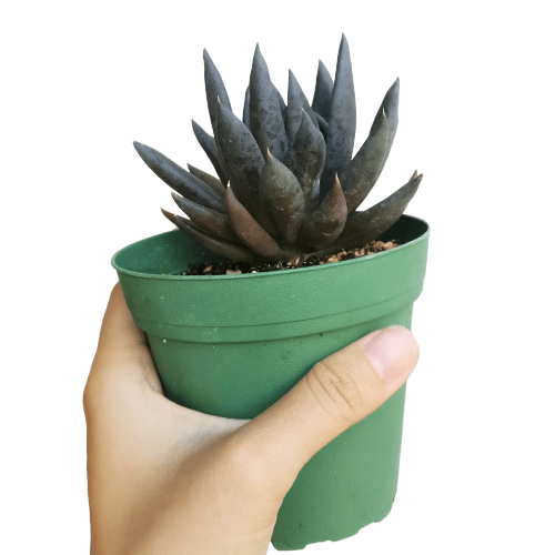 Best Plant Friend - Wholesale Succulent - Echeveria Black Knight, New Black 2/4" Plastic Pot3