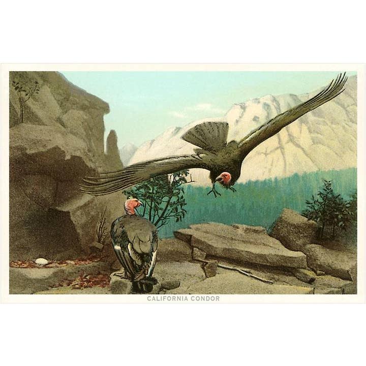 Found Image Press - Wholesale Stationery/Notecard Set - Greeting Card BD-24 California Condor