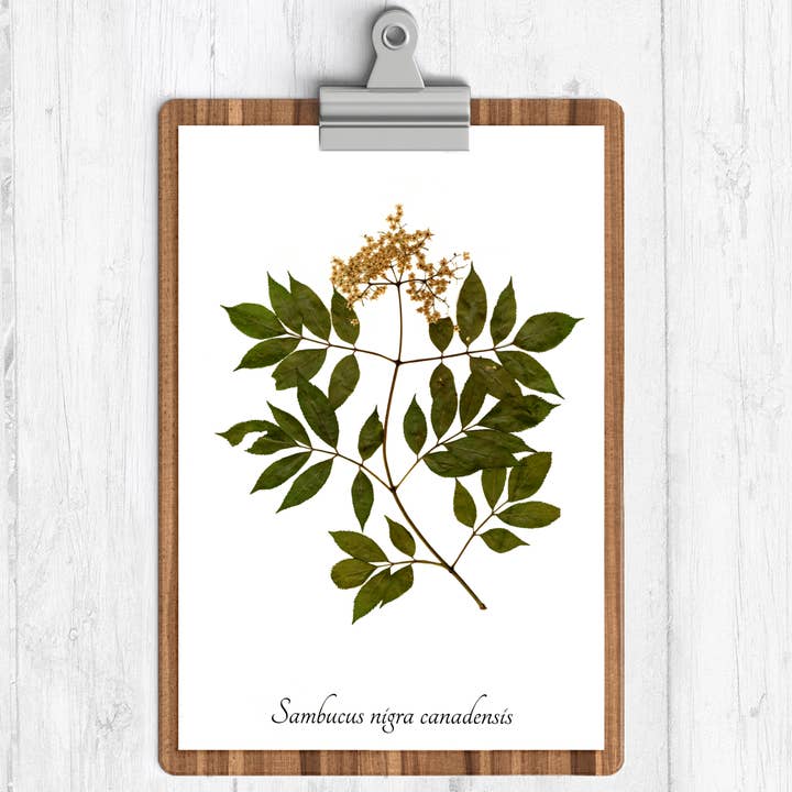 Hyldeblomst Botanisk Print for engroshandel hos Ecobota