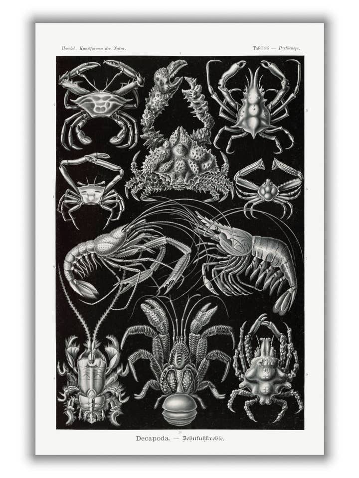 Decapoda-Behnfukkreble d'Ernst Haeckel pour la vente par Stanley Print House