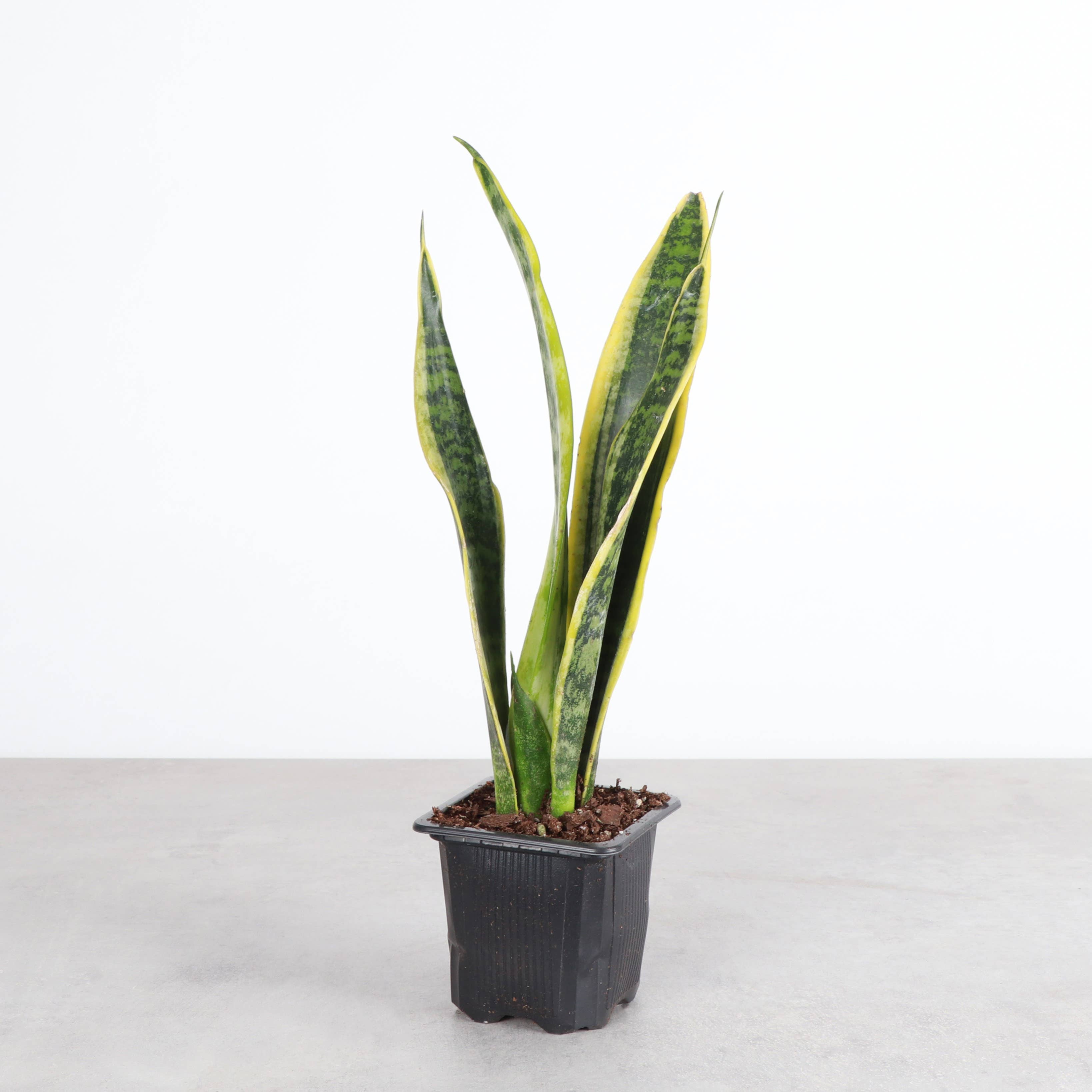 Thorsen's Greenhouse - Wholesale Live Plant - Snake 'Laurentii', Variegated Snake Plant - Live Plant3
