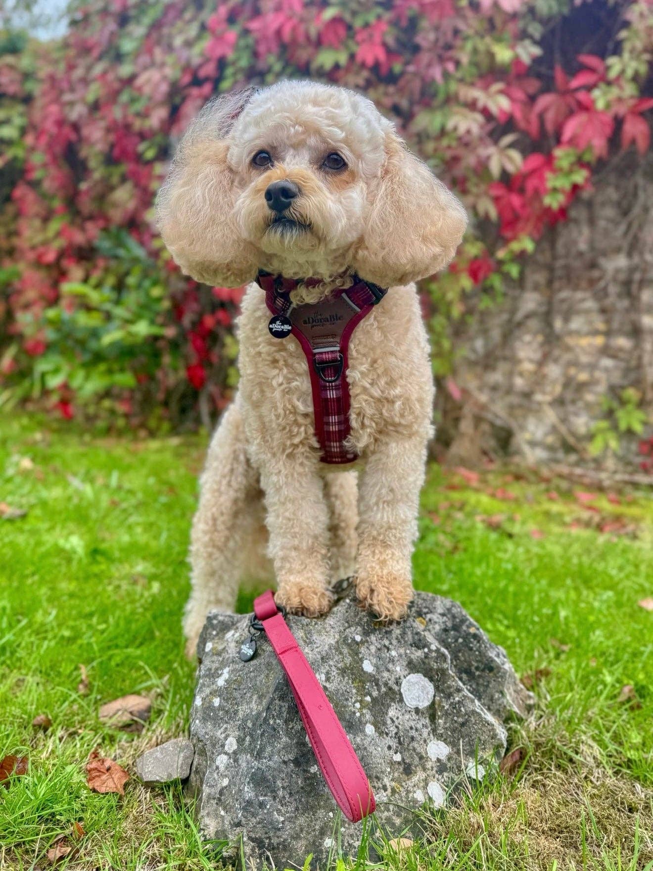 The aDoraBle Pooch Company - Wholesale Pet Harness - Dog - Streamline Pro™ Dog Harness - Heritage Collection - Merlot Manor12