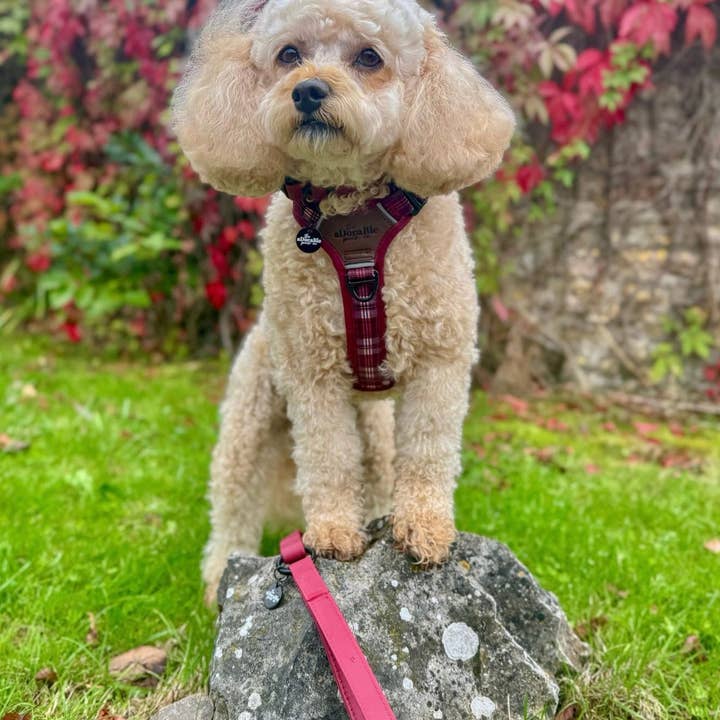 The aDoraBle Pooch Company - Wholesale Pet Harness - Dog - Streamline Pro™ Dog Harness - Heritage Collection - Merlot Manor12