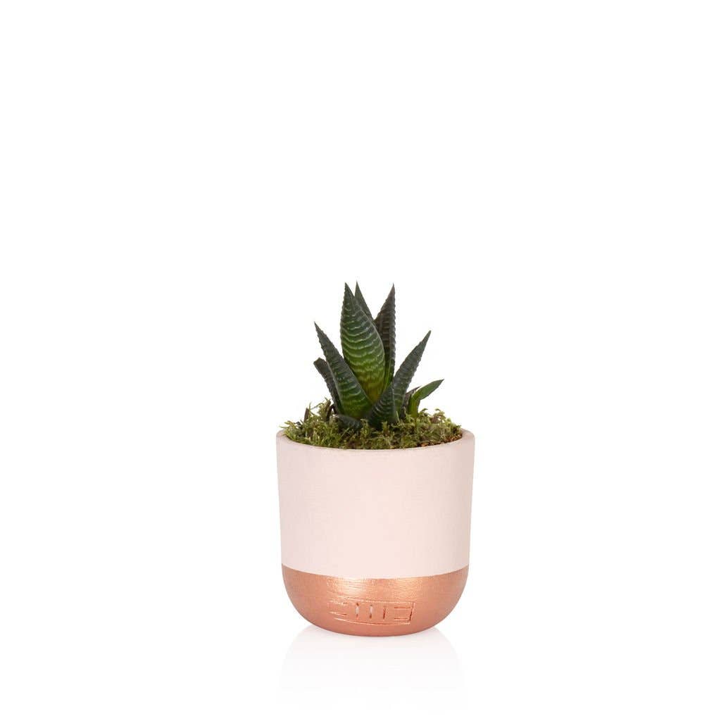 The Little Botanical - Wholesale Live Plant - Haworthia in Ceramic Pot for Indoor Décor10