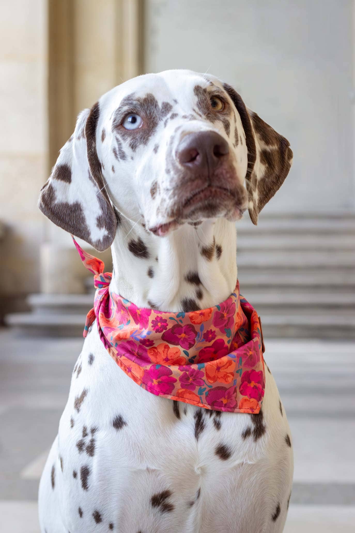 Atelier Markiz - Wholesale Pet Bandana - Dog - Bellagio bandana2