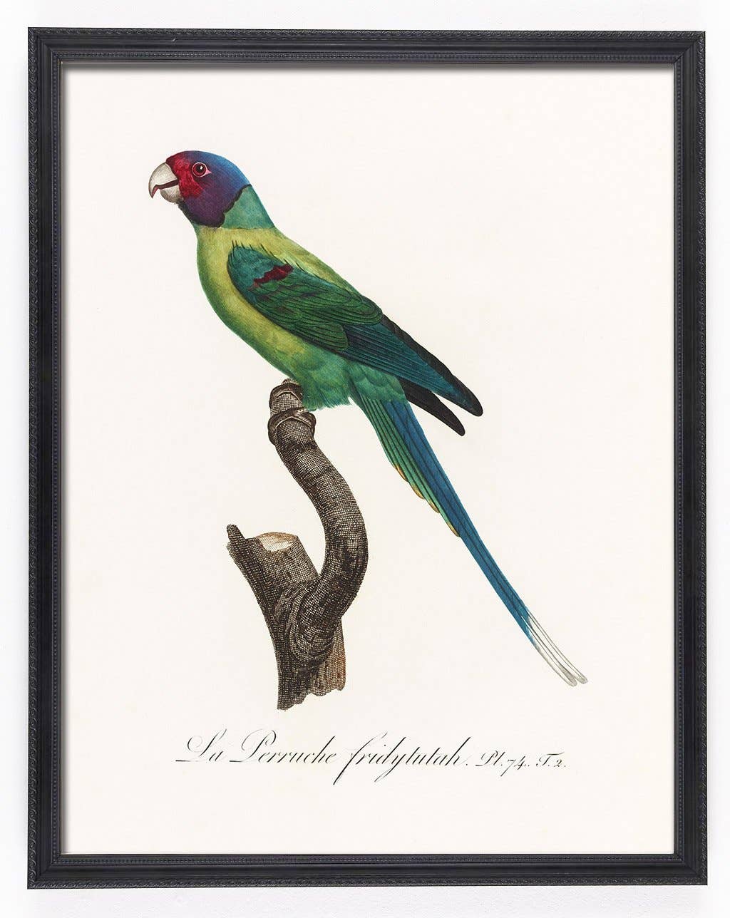 Capricorn Press - Wholesale Gallery wall set - Antique Parrot Print Set - set of 4, 8, or 123