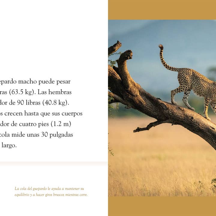 The Creative Company - Venta al por mayor Libro - Niños - Animal planeta: El guepardo