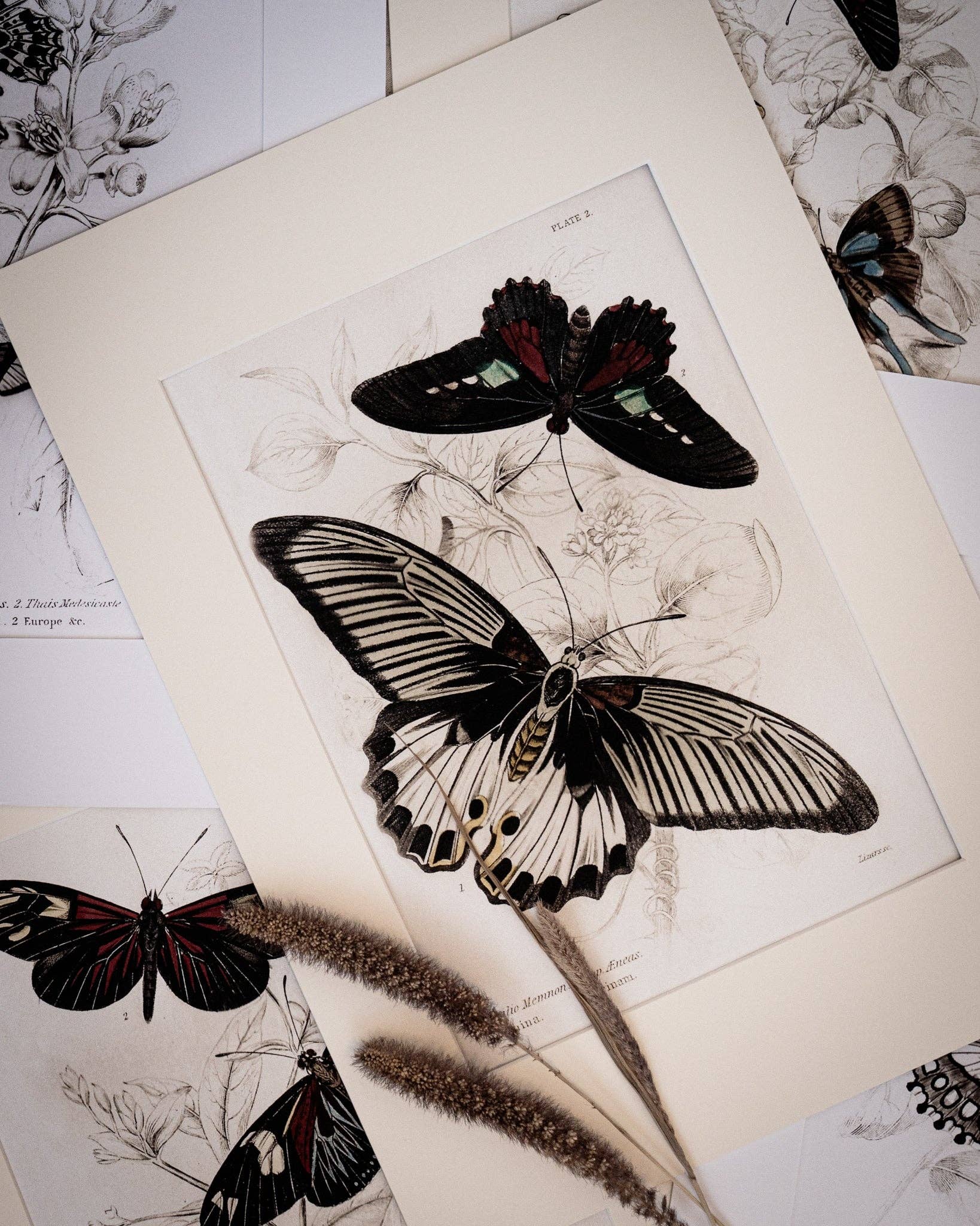 Coultura - Wholesale Gallery Wall Set - Framed Gallery Wall Set – Vintage Butterfly Botanical Art Prints (Set of 6, Black Noir Frame)16