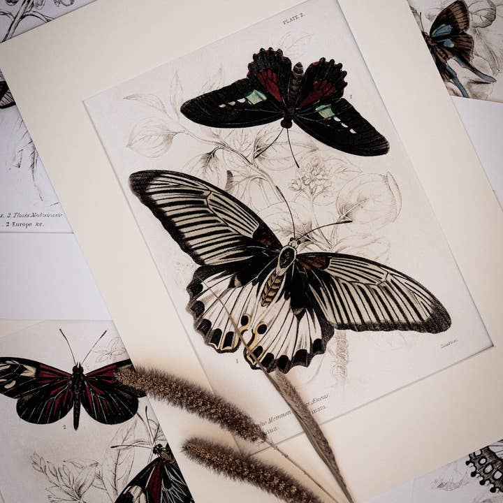 Coultura - Wholesale Gallery Wall Set - Framed Set of Four Vintage Butterfly Art Prints 02 (Black Noir Frame Collection)1