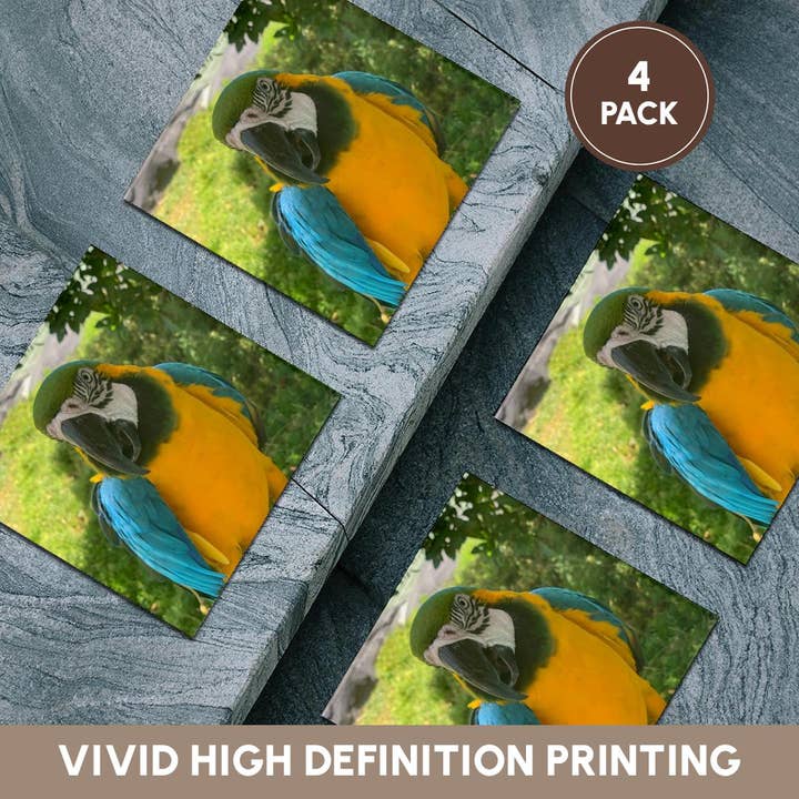 3dRose - Wholesale Coasters - 3dRose, Closeup Macaw, Coaster5