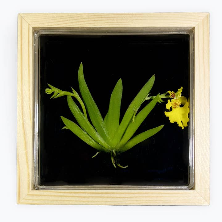 bloomify - Wholesale Live Plant - Bloomify Live Orchid Picture with frame, Maintenance Free Orchid, Psygmorchis Pusilla, Live Green Wall Décor, Blooming, No Green Thumb Necessary, Great for Work, Home, Wall Décor, Unique Gift.2