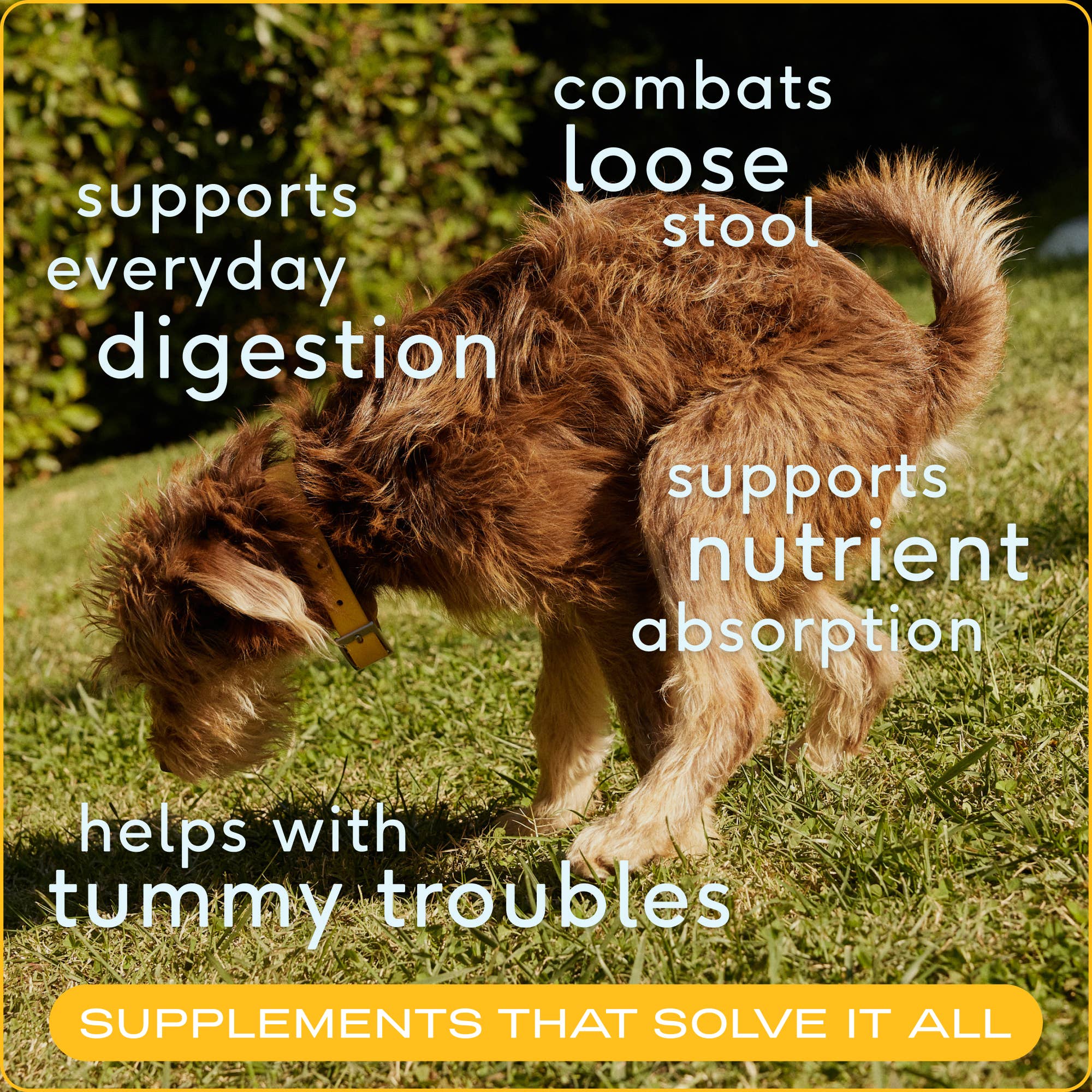 Native Pet - Wholesale Pet Supplement - Dog - Organic Pumpkin Fiber Powder, Digestive Supplement for Dogs2