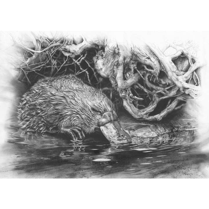 Fiona Francois Art - Vendita all'ingrosso Stampa artistica - Stampa artistica 'Platypus'3