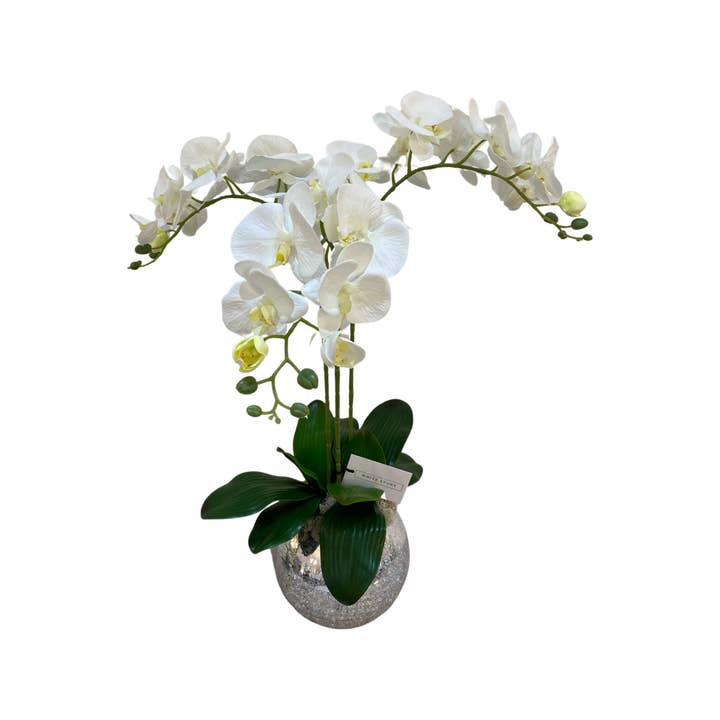 3 stem white orchid for wholesale by The White Store