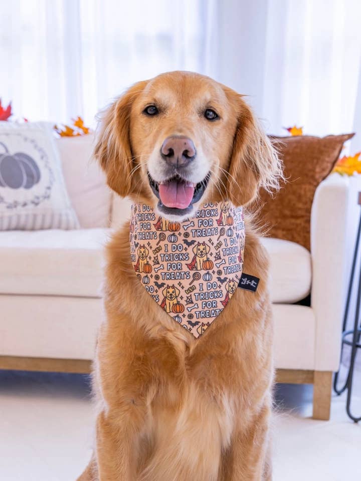 Tricks For Treats Dog Bandana - Halloween Dog Bandana for wholesale by Tails Up, Pup