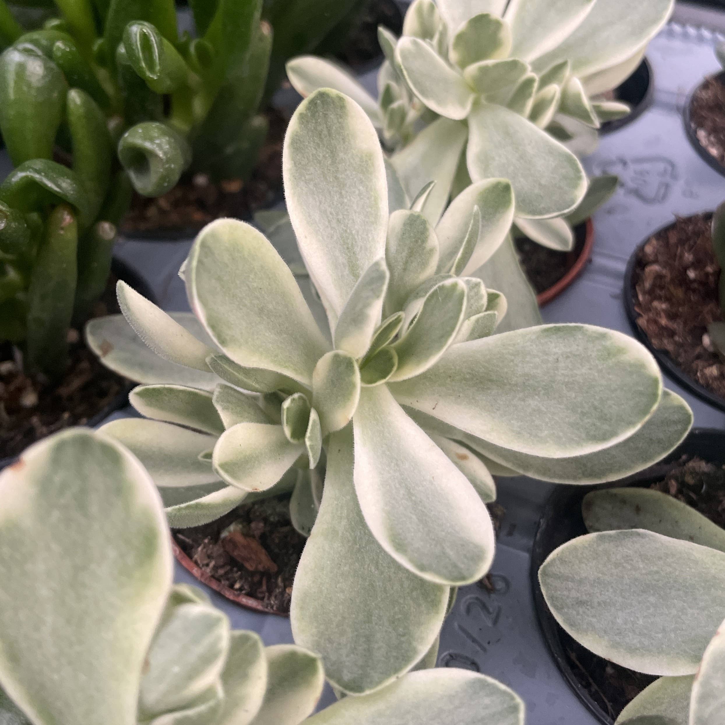 Thorsen's Greenhouse - Wholesale Succulent - Variegated 'Money Maker' Jade Plant -  2" Live Plant0