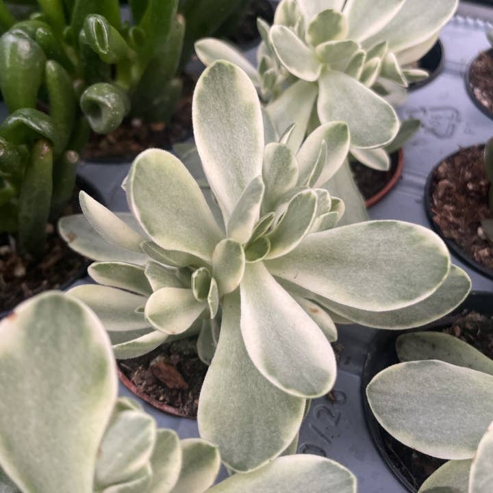 Thorsen's Greenhouse - Wholesale Succulent - Variegated 'Money Maker' Jade Plant - 2" Live Plant