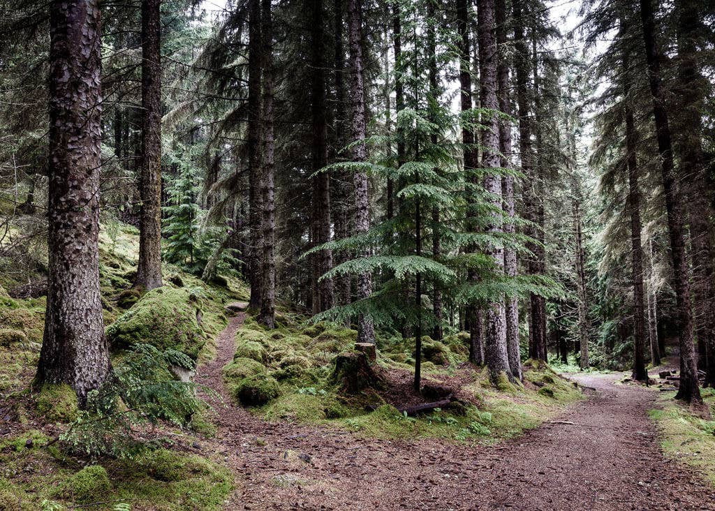 Foto Factory - Vente Affiche d'art - Affiche de forêt près du lac Loch Ness en Écosse1
